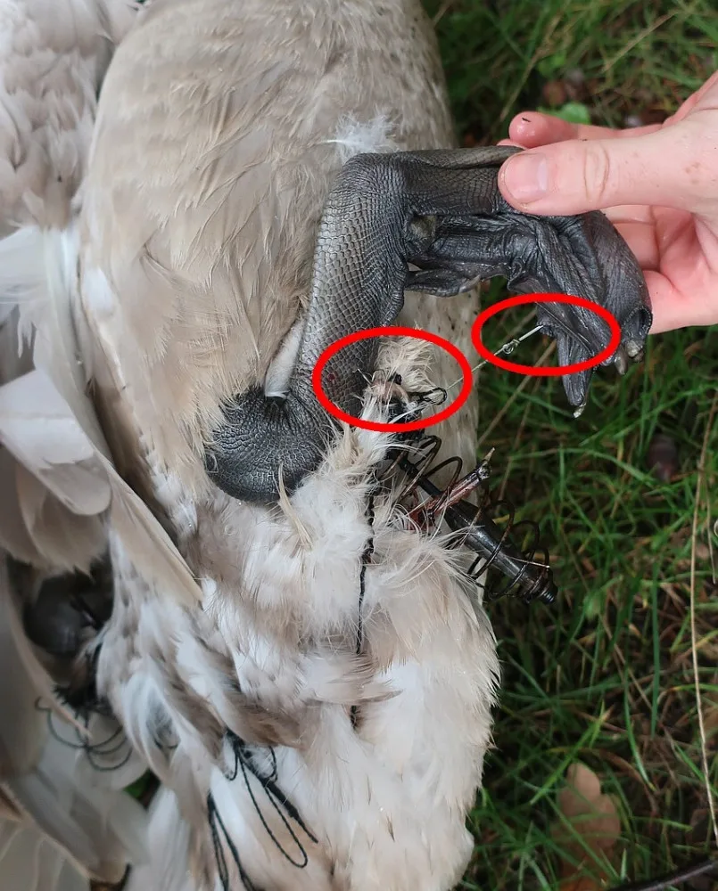 Mládě labutě doslova sešněrovala rybářská šňůra a dva zaseknuté háčky se zátěží, bez pomoci by zahynula