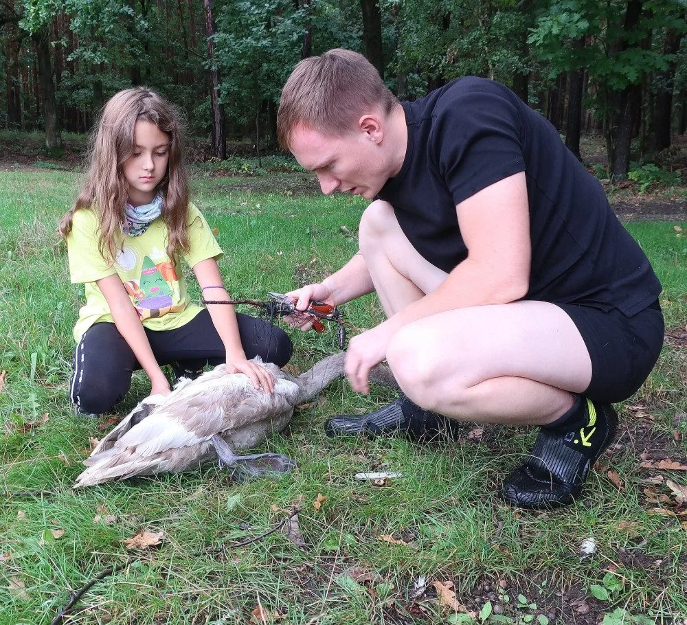 Mládě labutě doslova sešněrovala rybářská šňůra a dva zaseknuté háčky se zátěží, bez pomoci by zahynula