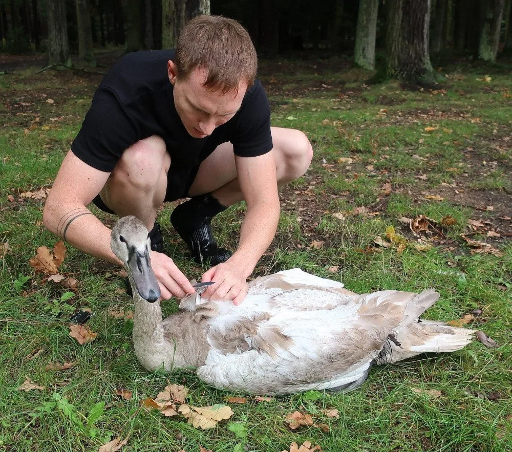 Mládě labutě doslova sešněrovala rybářská šňůra a dva zaseknuté háčky se zátěží, bez pomoci by zahynula