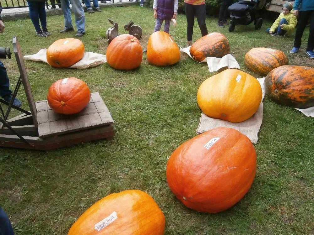 Úplně nejtěžší dýně v soutěži vážila 48,5 kg