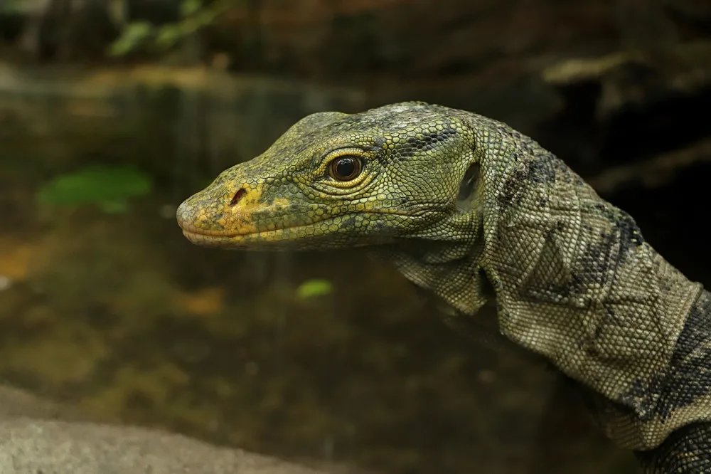 Varany plodožravé chová plzeňská zoo jako jedna z mála v Evropě, ošetřovatelé plánují odchovy