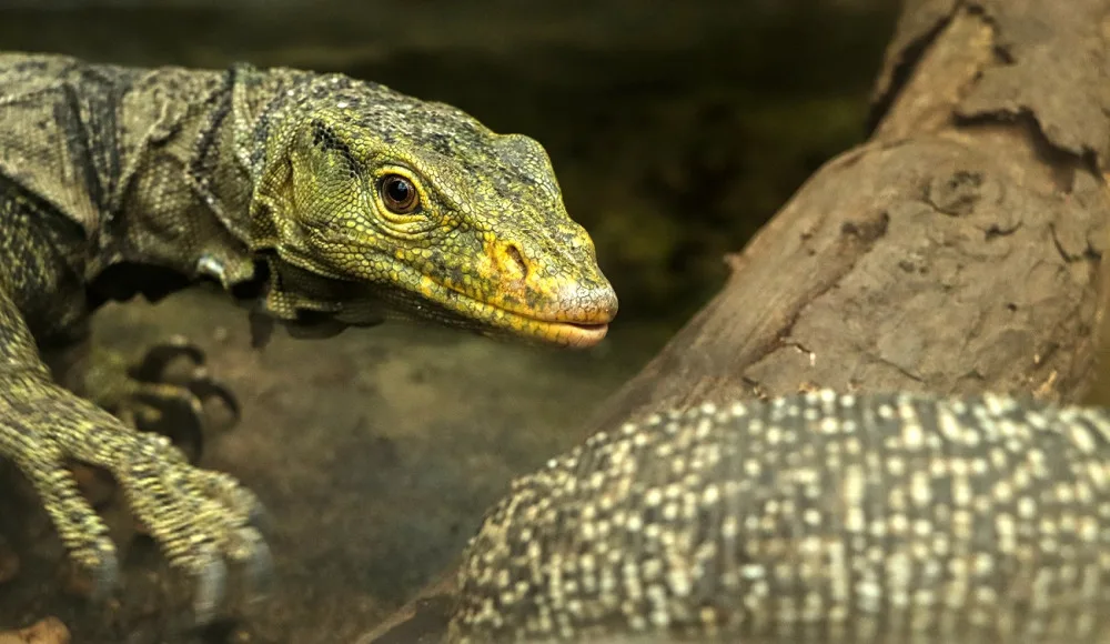 Varany plodožravé chová plzeňská zoo jako jedna z mála v Evropě, ošetřovatelé plánují odchovy