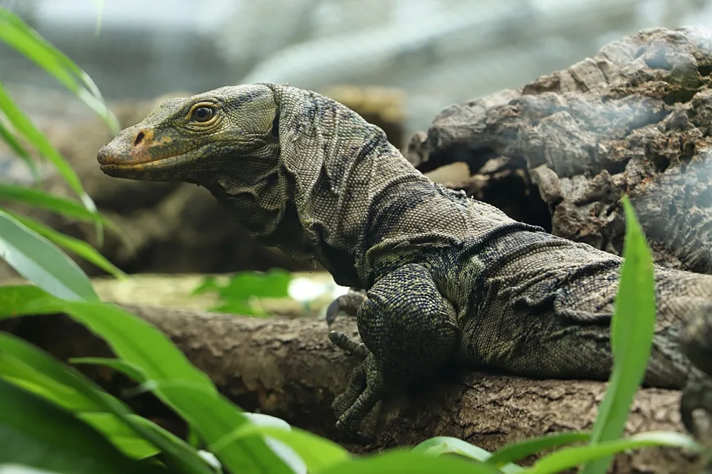 Varany plodožravé chová plzeňská zoo jako jedna z mála v Evropě, ošetřovatelé plánují odchovy