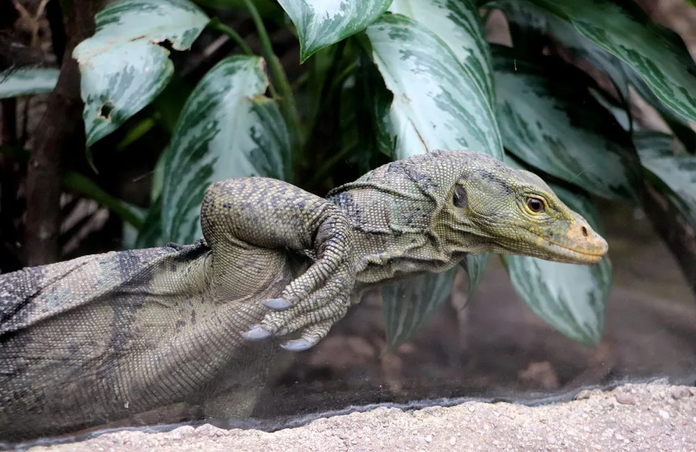 Varany plodožravé chová plzeňská zoo jako jedna z mála v Evropě, ošetřovatelé plánují odchovy
