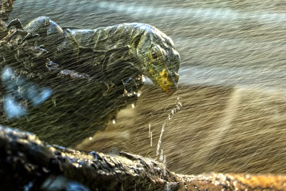 Varany plodožravé chová plzeňská zoo jako jedna z mála v Evropě, ošetřovatelé plánují odchovy
