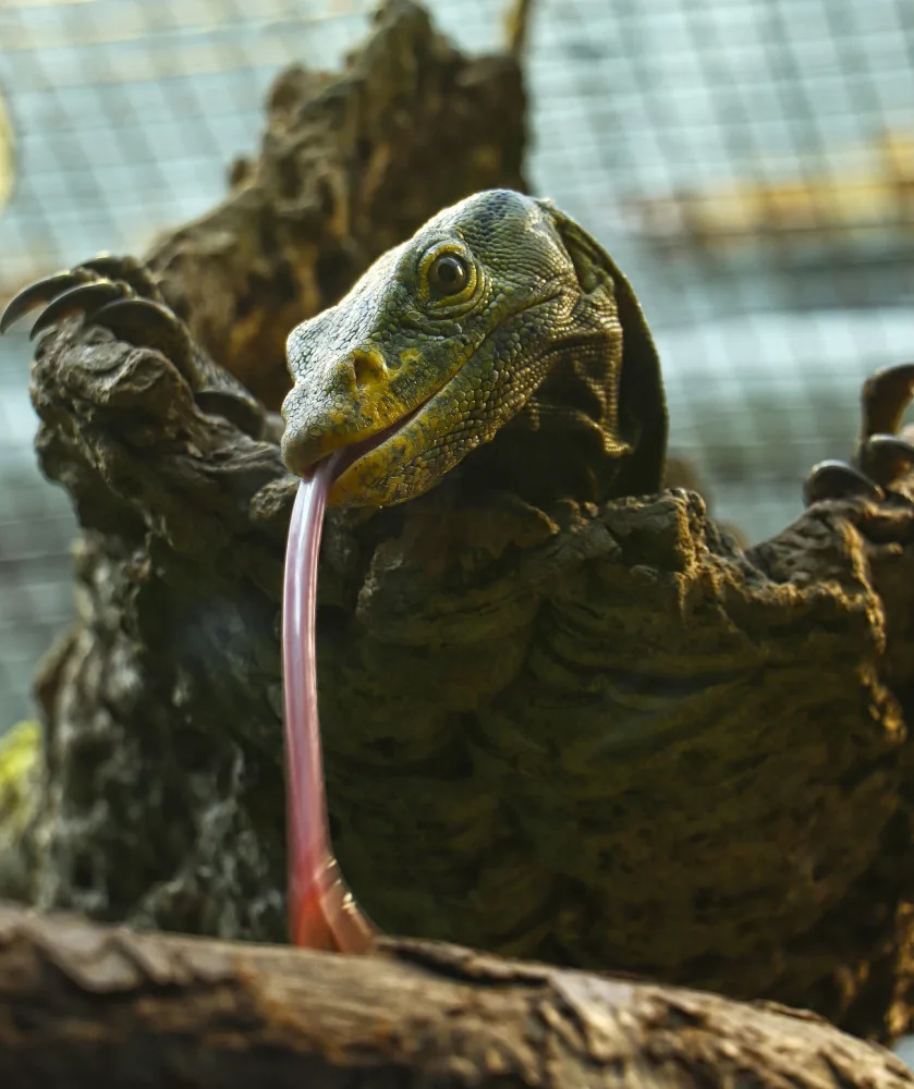 Varany plodožravé chová plzeňská zoo jako jedna z mála v Evropě, ošetřovatelé plánují odchovy