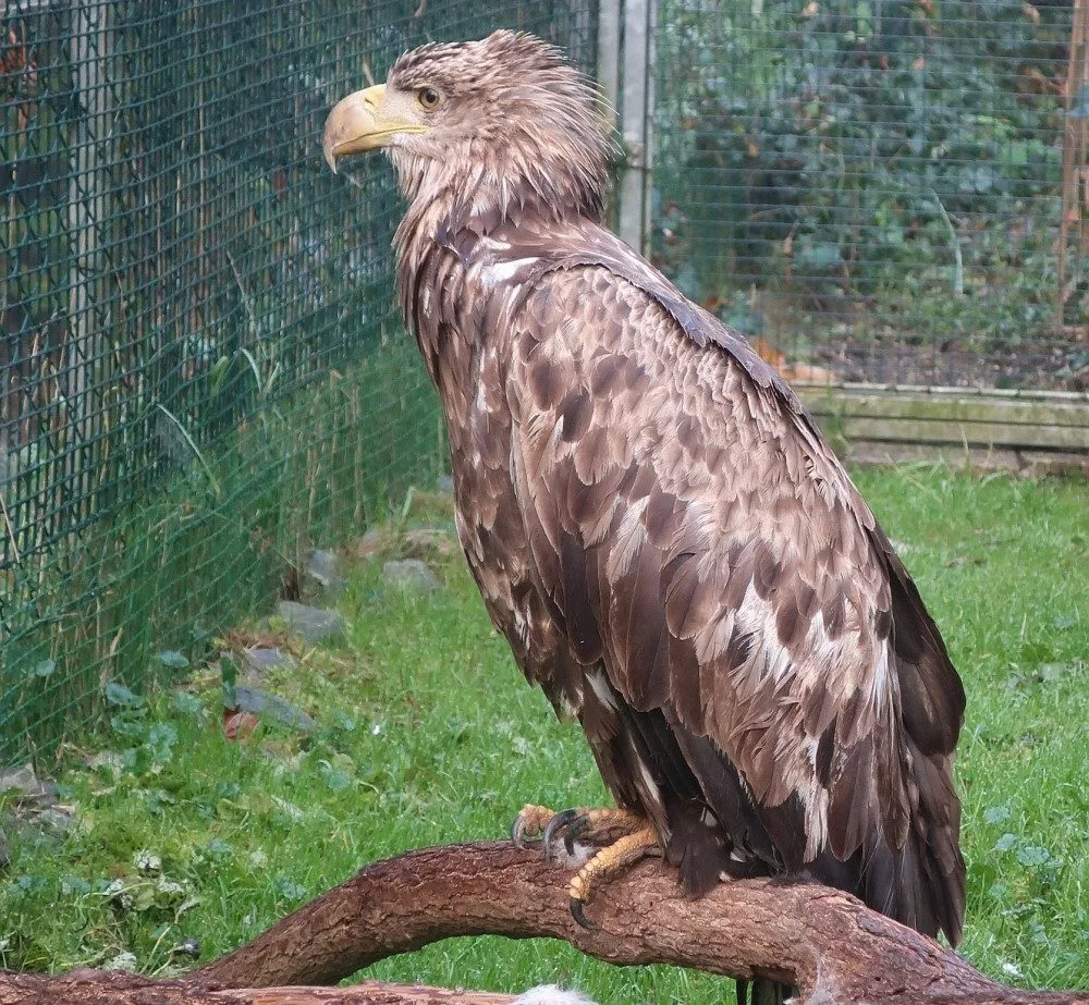 nešťastná orlice krátce před tím, než uhynula