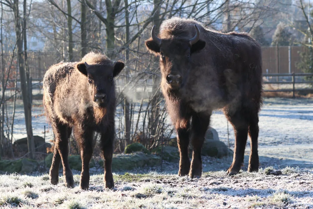 Zubří slečna Onica odcestovala z plzeňské zoo, bude se tam prohánět s divoce žijícím stádem v v Azerbajdžánu
