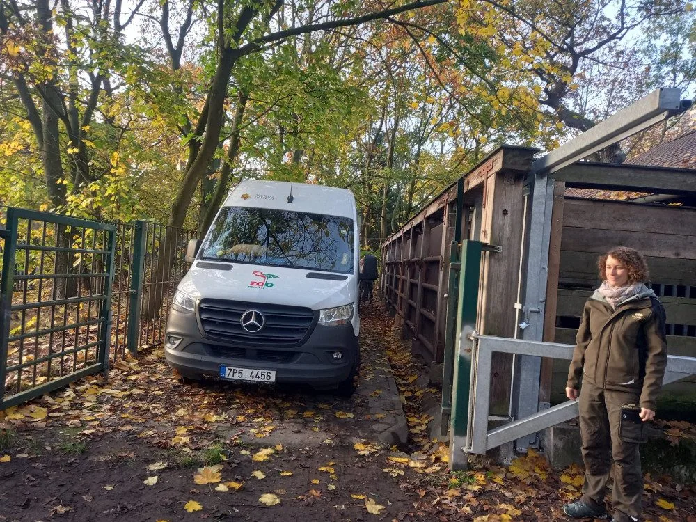 Zubří slečna Onica odcestovala z plzeňské zoo, bude se tam prohánět s divoce žijícím stádem v v Azerbajdžánu