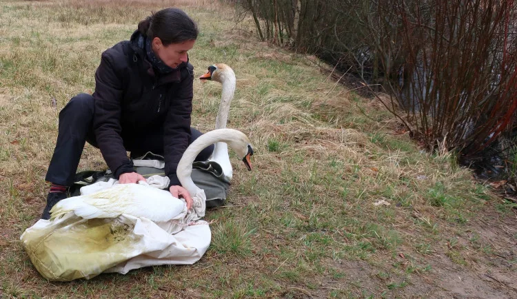 Na jaře byl labutí pár odchycen a stěhoval se mimo Plzeň