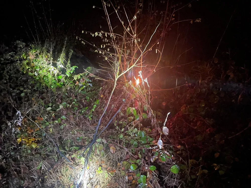 Spadlý strom zpřetrhal dráty elektrického vedení a odřízl část obce od proudu. Viníkem je bobr