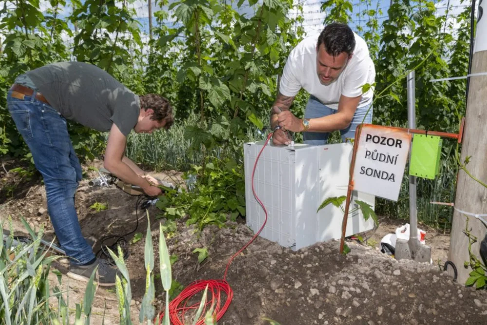 Plzeňský pivovar využívá chmelové EKG, díky němu zjistí reakci rostlin na změny počasí a kdy potřebují závlahu