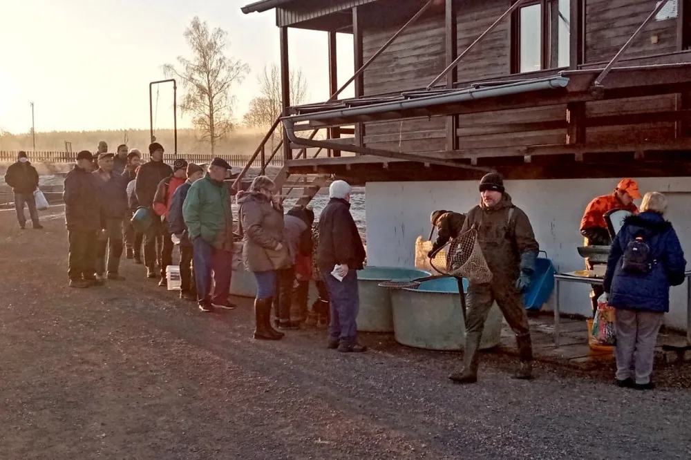 Vojenské lesy začaly s prodejem ryb z ekologických chovů na Padrťských rybnících, kapry nabízejí pod stovku
