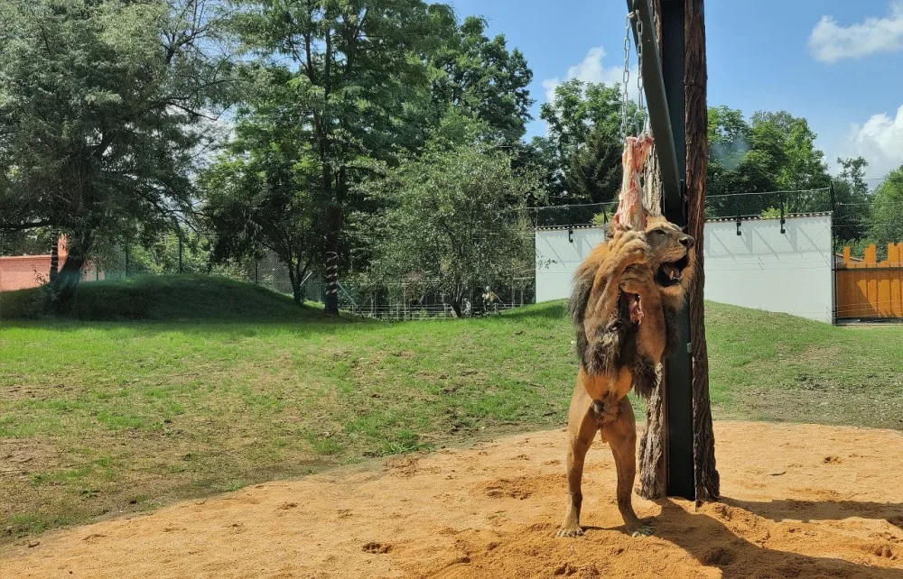 Zoo Plzeň letos otevřela zmodernizovaný a přebudovaný výběh pro lvy berberské