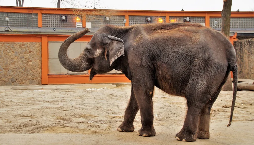 Stavbu obřího pavilonu pro slony indické za jednu miliardu korun připravuje už 20 let plzeňská zoo