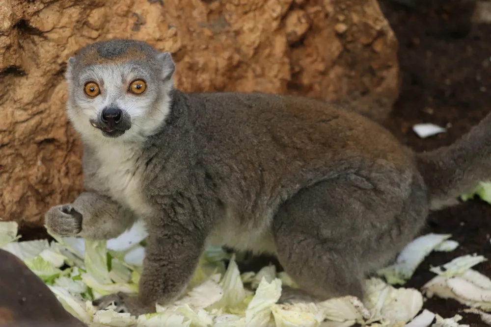 lemur korunkatý