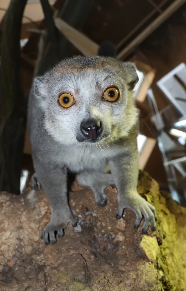 lemur korunkatý