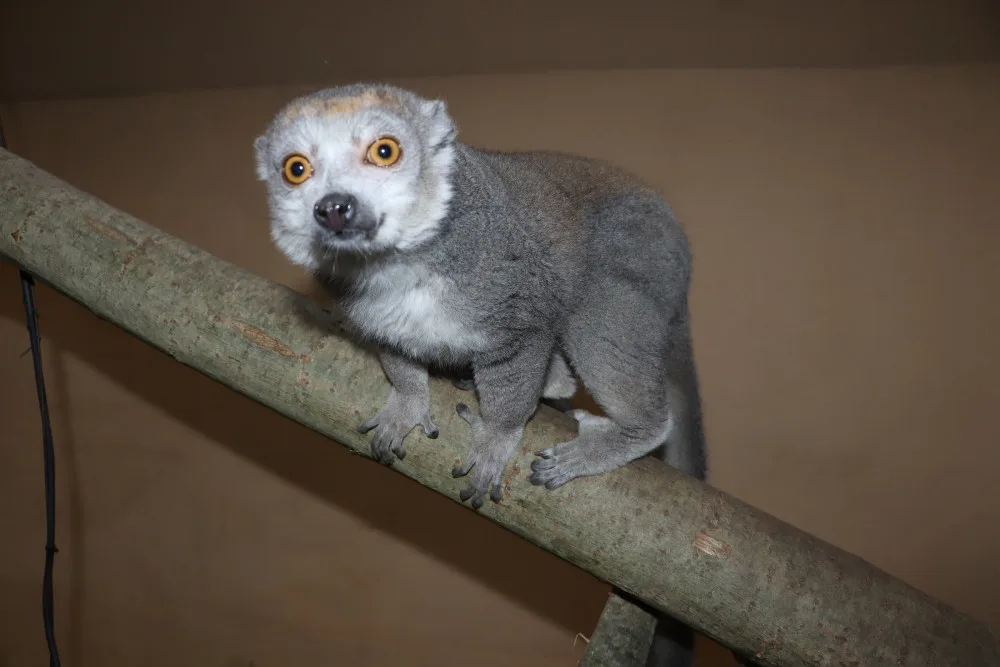 lemur korunkatý