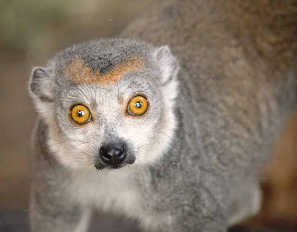 lemur korunkatý