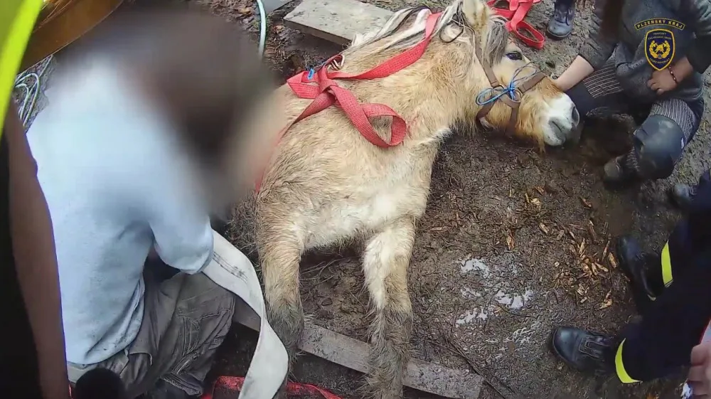 VIDEO: Kobyla se propadla do úzké jímky, hasiči ji museli zaplavit vodou a zvíře nadlehčit