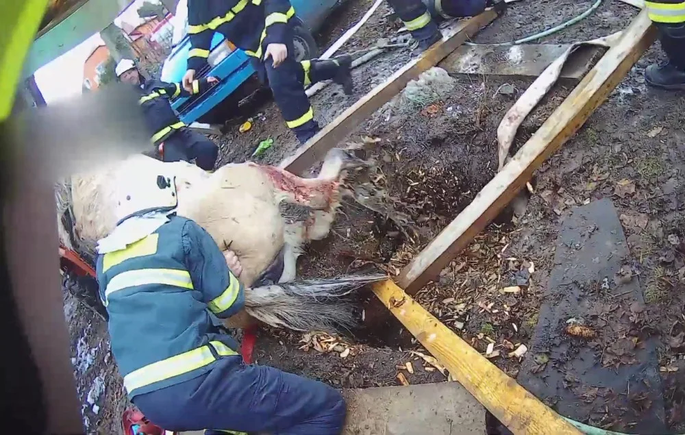VIDEO: Kobyla se propadla do úzké jímky, hasiči ji museli zaplavit vodou a zvíře nadlehčit