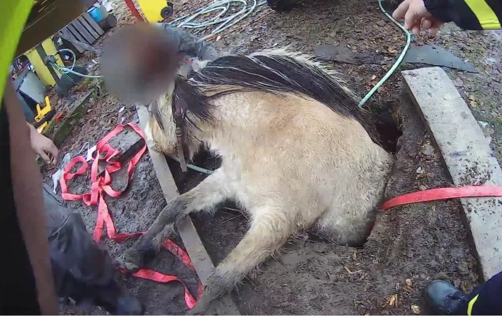 VIDEO: Kobyla se propadla do úzké jímky, hasiči ji museli zaplavit vodou a zvíře nadlehčit