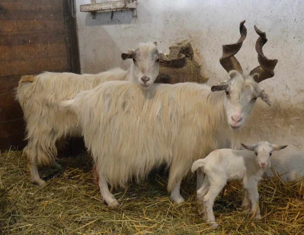 První mládětem v plzeňské zoo je kůzle, loni slavili úspěchy se lvíčaty i raritním prvoodchovem vzácné želvy
