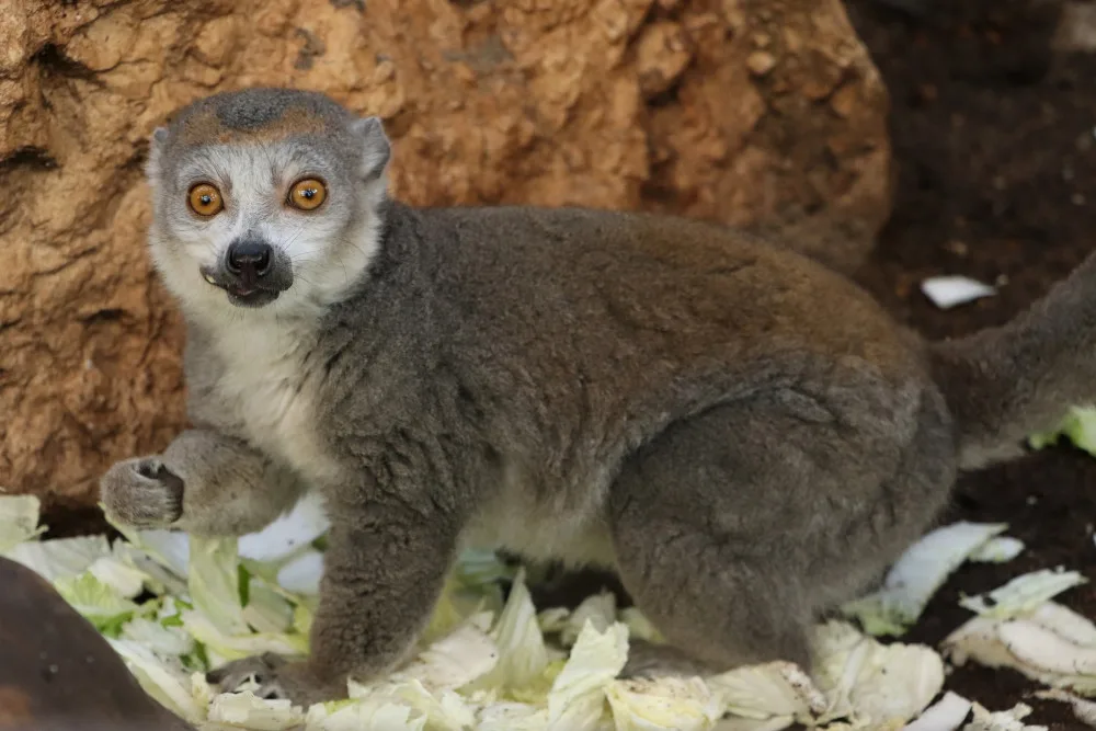 Nově chovaný druh je lemur korunkatý