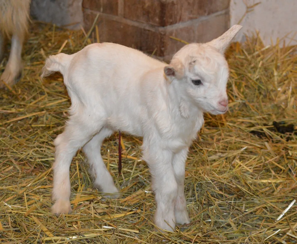 První mládětem v plzeňské zoo je kůzle, loni slavili úspěchy se lvíčaty i raritním prvoodchovem vzácné želvy