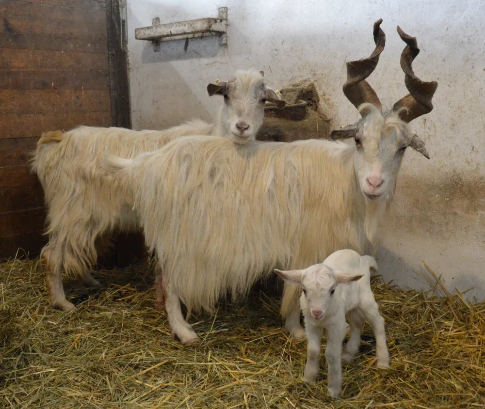První letošní mládě narozené v plzeňské zoo už dostalo jméno, představujeme vám kozlíka Kubíka