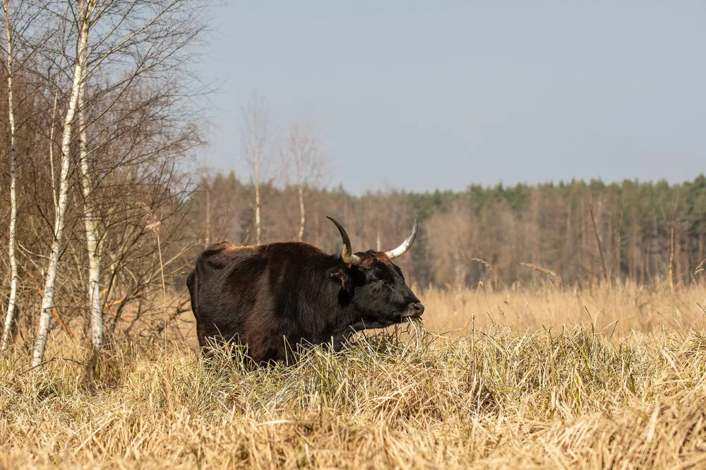 Rezervace divokých koní a praturů u Nýřan se dočkala rozšíření na téměř dvojnásobek