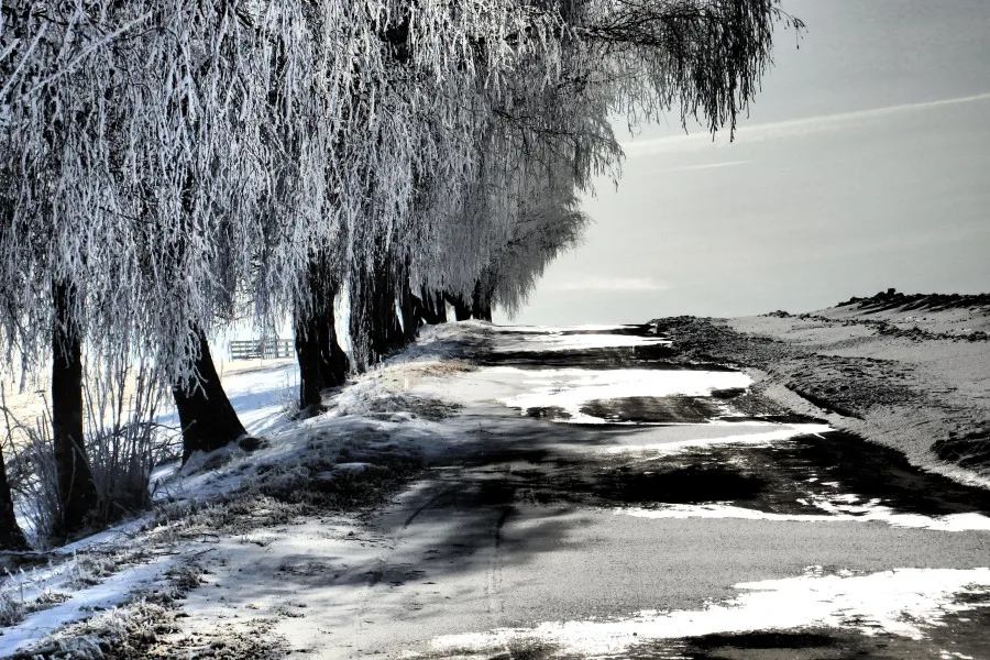 Stromořadí Hlavňovice k Suché, foto: Marta Netrvalová.