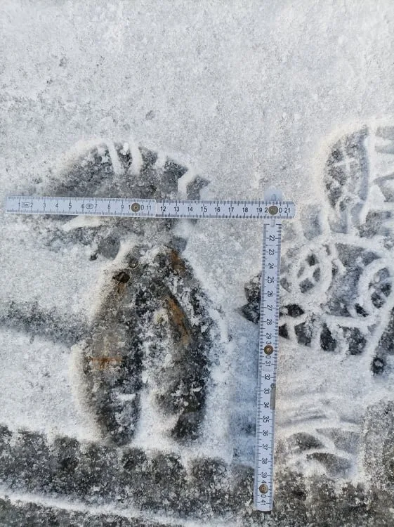 Velikost losí stopy nejlépe vinikne v porovnání se stopou pohorky vel.46.