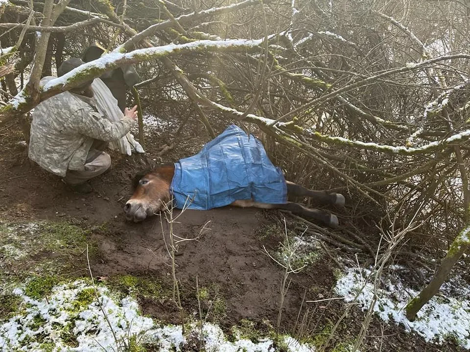 Divoký kůň uvízl v těžko přístupném terénu, hasiči hodiny bojovali o jeho záchranu
