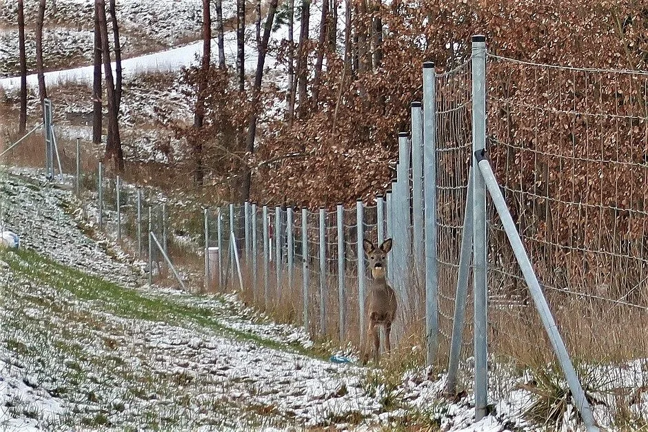 Zmatený srnec uvízl u frekventované silnice mezi ochrannými ploty. Do záchranné akce se zapojili i náhodní turisté