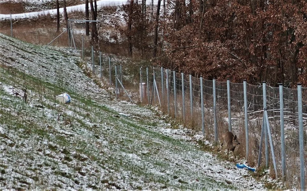 Zmatený srnec uvízl u frekventované silnice mezi ochrannými ploty. Do záchranné akce se zapojili i náhodní turisté