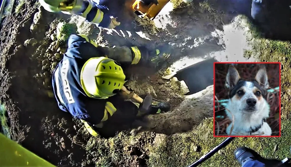 Fenka Kira se dostala pod zemí do betonové skruže plné vody a hrozilo jí utonutí. Při záchraně šlo o sekundy