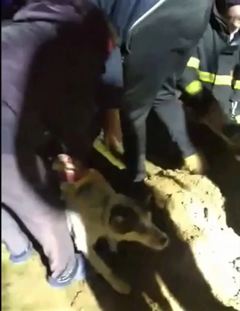 Fenka Kira se dostala pod zemí do betonové skruže plné vody a hrozilo jí utonutí. Při záchraně šlo o sekundy