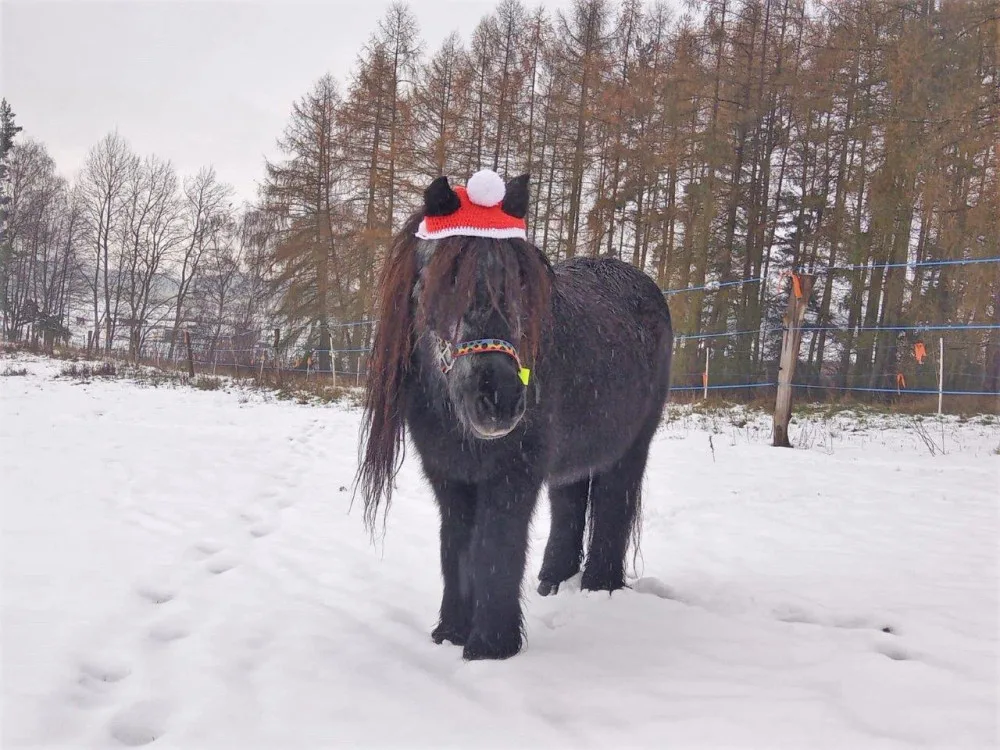 Příběh starého a týraného poníka Hyumpeho má šťastný konec, nový domov našel u zkušené chovatelky
