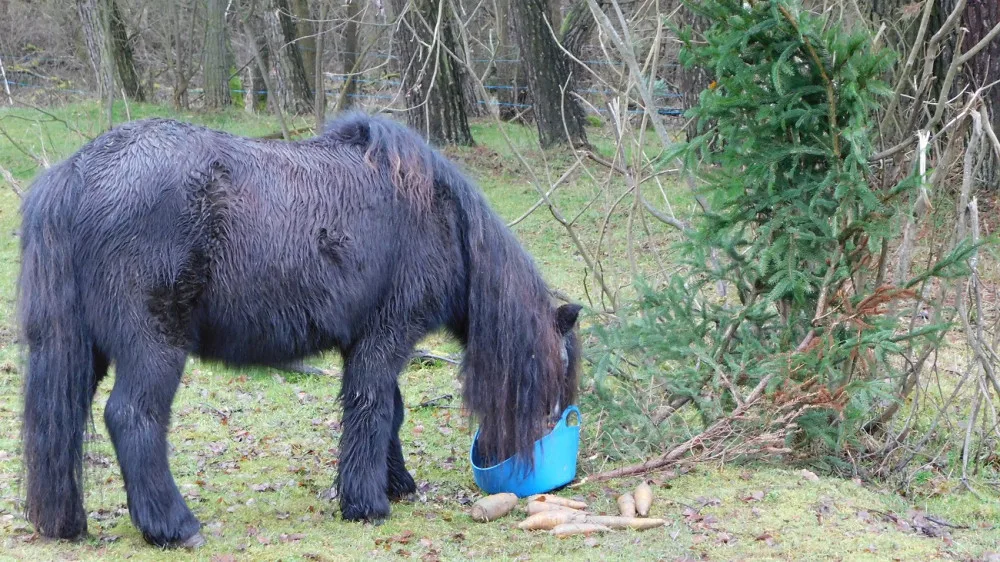 Příběh starého a týraného poníka Hyumpeho má šťastný konec, nový domov našel u zkušené chovatelky
