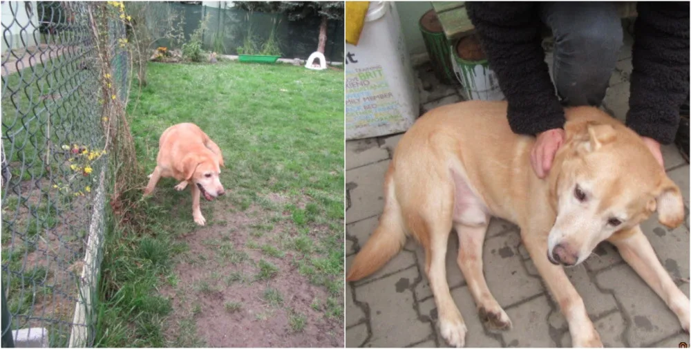 Patnáctiletý labrador živořil v malém kotci bez jídla a vody, své dny dožije v útulku