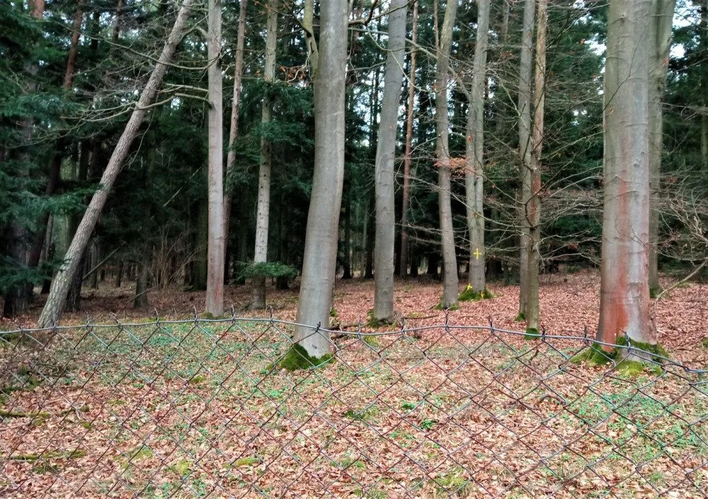 Vybrané stromy v těsné blízkosti slavné Americké zahrady se musí pokácet, Zastiňují vzácné dřeviny v arboretu