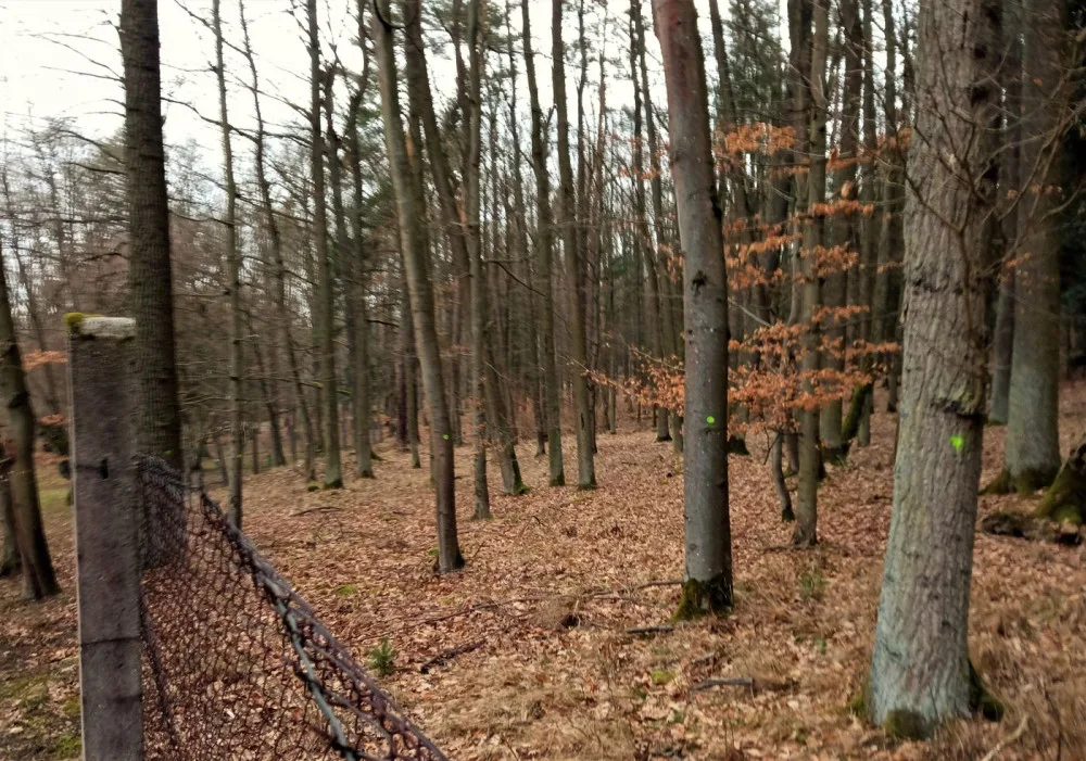 Vybrané stromy v těsné blízkosti slavné Americké zahrady se pokácí. Zastiňují vzácné dřeviny v arboretu