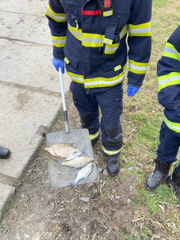 Pod hrází přehrady plavaly desítky mrtvých ryb, odborníci z laboratoře sbírají vzorky vody