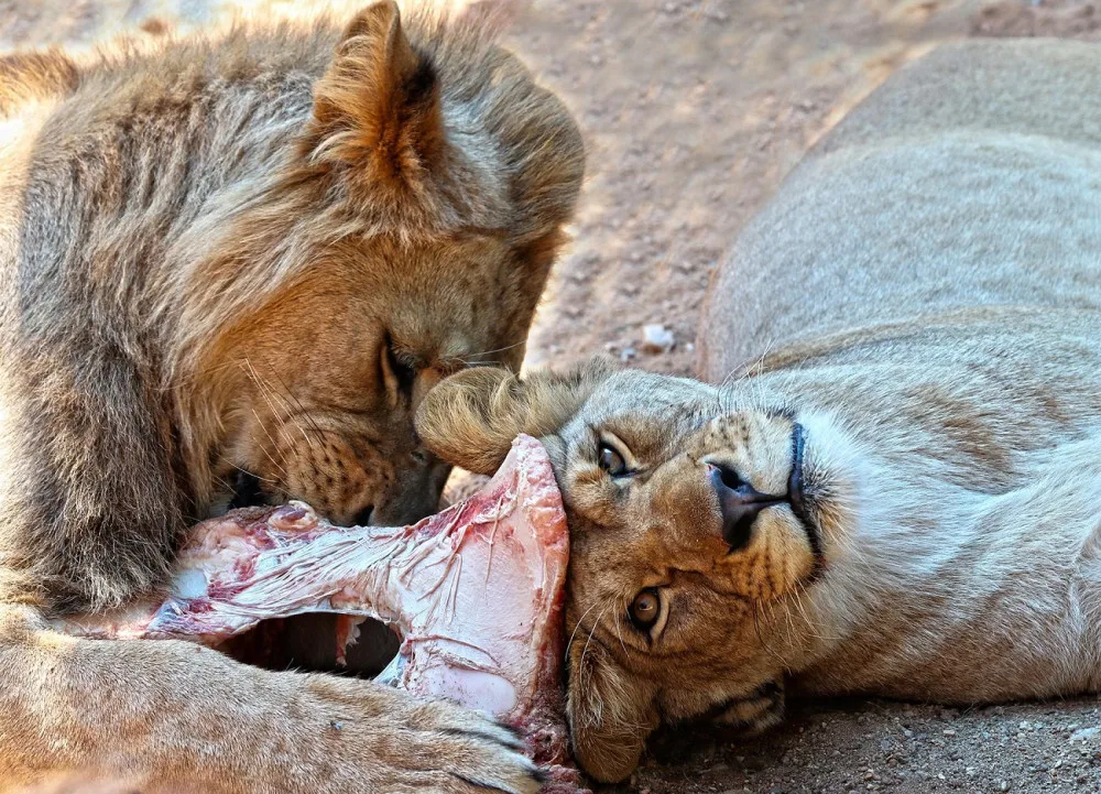Lvice Farida odjela ze zoo, v novém domově se dočká partnera