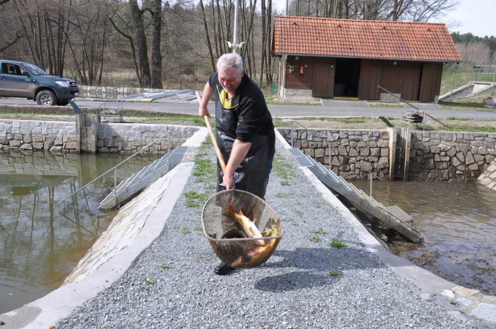 Městské sádky nabídnou velikonoční prodej ryb, podle tradic se právě ryba servírovala jako postní jídlo