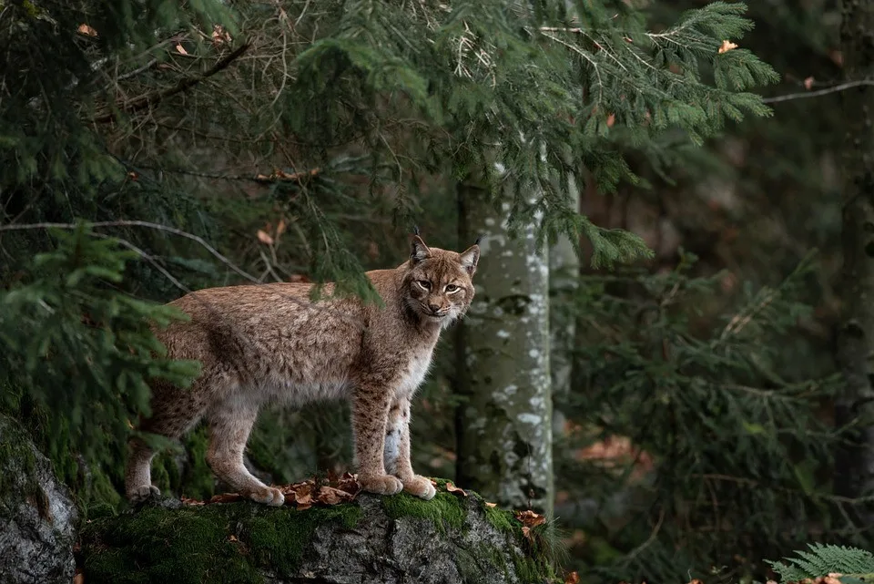 size4-bobcat-4656312_960_720