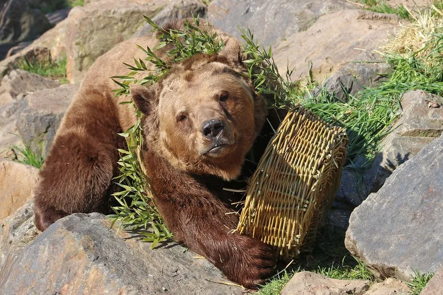 Všichni tři medvědi v plzeňské zoo oslavili kulaté narozeniny