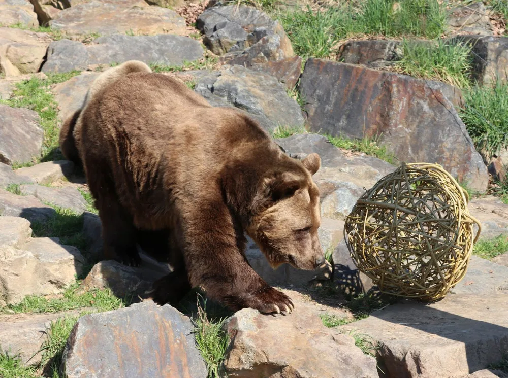 Všichni tři medvědi v plzeňské zoo oslavili kulaté narozeniny