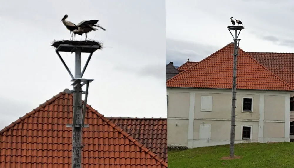 Čápi už našli v šumavské obci nově vytvořené hnízdo na sloupu. Původní se muselo kvůli bezpečnosti odstranit